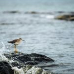 A sandpiper on a rocky shore